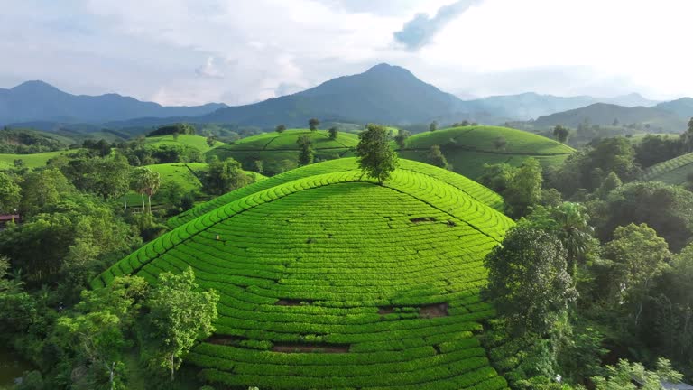 Sunset Scene Aerial Drone Camera Cam Fly Over Tea Plantation terrace on mountain in Long Coc, Phu Tho province northern of Vietnam