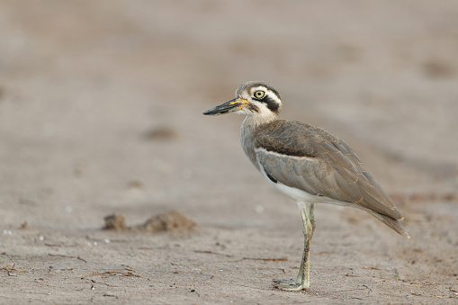 Close up Great Thick-knee