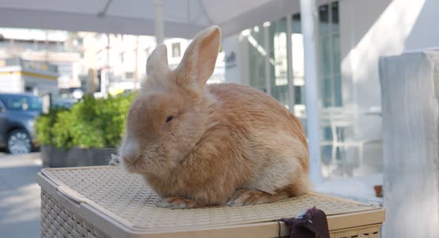 cute rabbit above the box