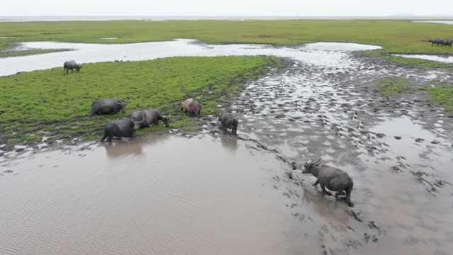 Spectacular aerial drone view of a herd of Buffalo. Animal Wildlife.