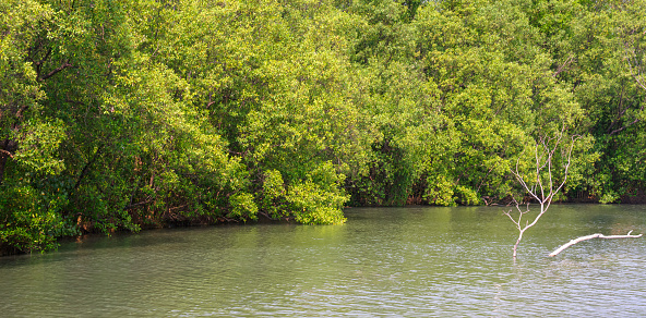 Green mangrove tree in the lake