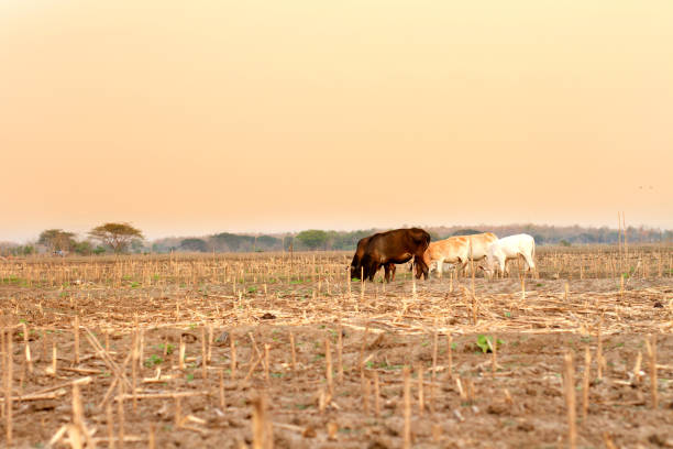 Cows forage among dead corn in a desolate field under an orange sky, climate change and droughts toll on livestock and agriculture