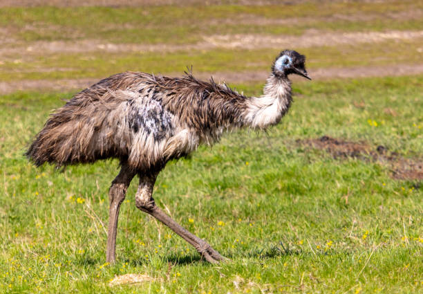 istock Portrait of an emu (Struthio camelus) 2044700862