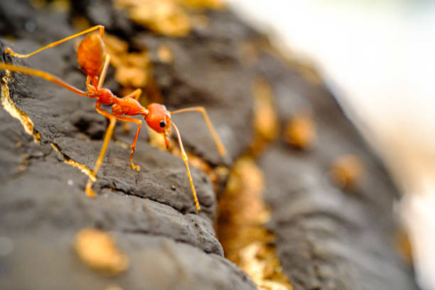 istock a portrait of red ants walking slowly 2044702414