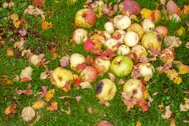 bunch of rotten apples on the ground, autumn scene, no people, no people