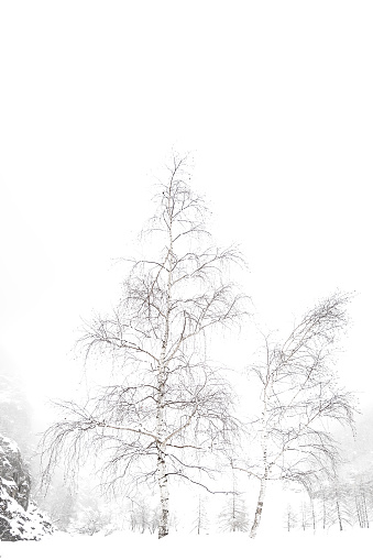 fine art photography of birches