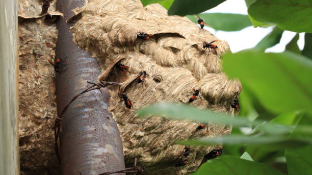 istock Huge Wasp's nest. Large wasp hornet nest 2044729016