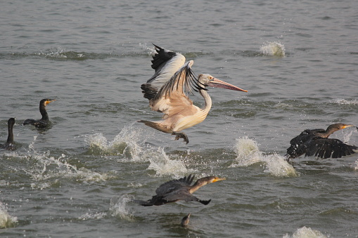 White Pelican Birds Ready to fly on river front