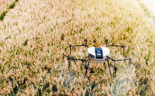 Smart Farm: Farmers use drone technology to spray fertilizer or pesticides. Rice field, top view. Rice ears in the rice field are golden yellow agricultural plots use drones to reduce costs and be safe against chemicals. 3D Rendering