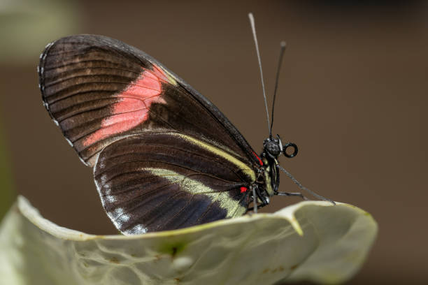 istock Beautiful nature scene with tropical butterfly. 2044742487