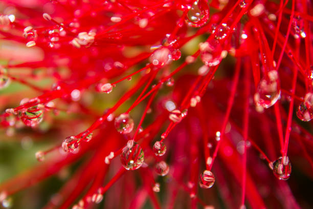 Close-up of waterdrops suspended in the red bristels of a Weeping bottlebrush, Callistermon Viminalis. The Weeping Bottlebrush, also known as a scarlet bottlebrush is an small tree grown as an ornamental tree in gardens for its large beautiful red flowers, but is originally native to Australia