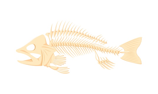 Cartoon fish bones, isolated vector skeleton, stripped of flesh. Delicate and intricate fish bones primarily composed of cartilage, feature a spine with attached ribs, a skull, tail and fin supports