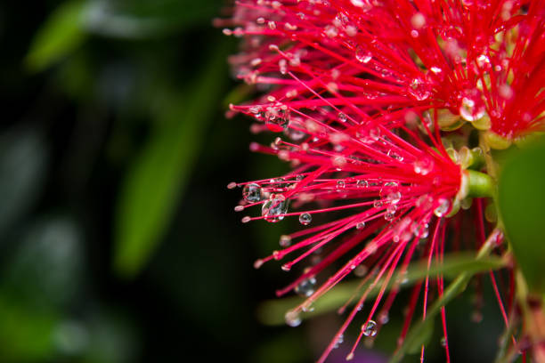 Waterdrops, hanging from the red filaments of a Weeping Bottelbrush flower. Waterdrops, hanging from the red filaments of a Weeping Bottelbrush flower. red flower trees callistemon citrinus stock pictures, royalty-free photos & images