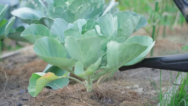 White cabbage growing in the garden is watered under the root with a watering can, close-up