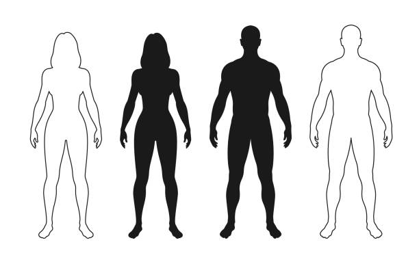 Front human body silhouette, man and woman figure Front human body silhouette, man and woman figure. Isolated vector monochrome male and female person outline contours, standing full height. Bare and naked slim healthy people anatomy representation slim woman body stock illustrations