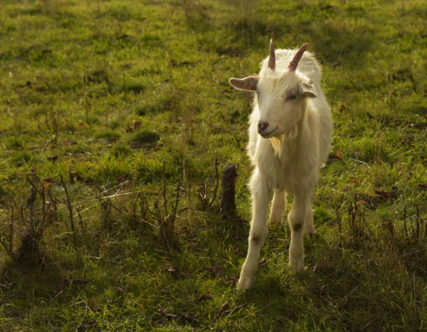 Herd of goats in a pasture. Spring.