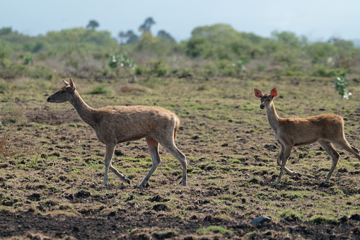 The Javanese deer, also known as the Javan rusa (Rusa timorensis), is a majestic species native to the Indonesian island of Java. The Javanese deer calf embodies the innocence and charm of youth within this elegant creature.A Javanese deer calf is a sight to behold, with its delicate features and graceful movements.