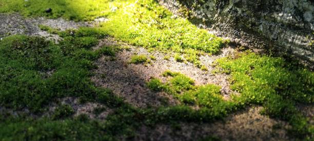 istock Moss that is green and exposed to sunlight 2044806680