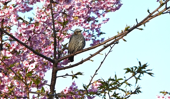 A bulbul sucking nectar from cherry blossoms. The body is gray with brown spots on the cheeks.