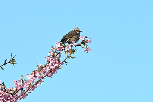 A bulbul sucking nectar from cherry blossoms. The body is gray with brown spots on the cheeks.