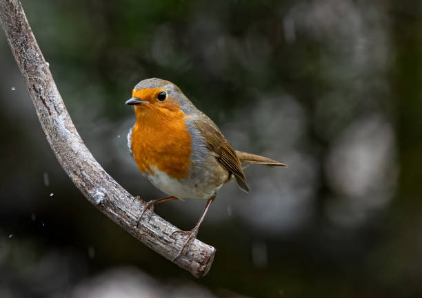 istock Closeup of a European Robin perched on a branch 2044813833