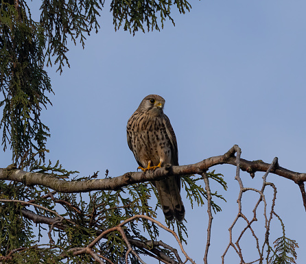 A closeup of a common kestrel (Falco tinnunculus) perched on a branch of a tree