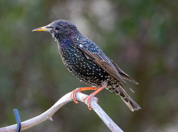 istock Closeup of a common starling (Sturnus vulgaris) perched on a twig 2044814466