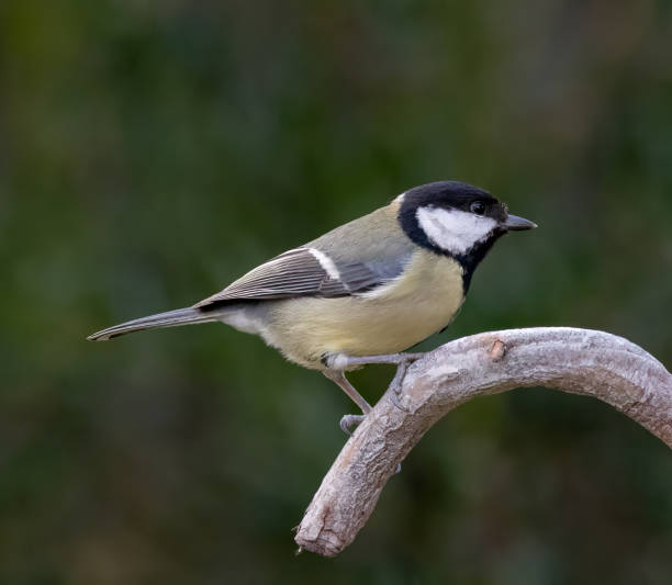istock Closeup of a Great tit perched on a branch 2044814474