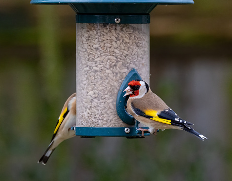 A closeup of two goldfinches perched on a bird feeder