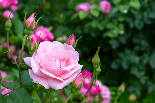 Pink garden rose blossom. Soft petals and green leaves background for copy space. Macro photo roses on green foliage.
