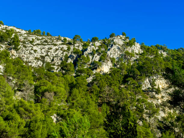 istock Rocky mountain with pine trees landscape 2044822760
