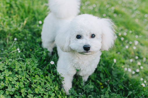 Cute Bichon Frise puppy playing walking on a green grass. Portrait of a puppy.