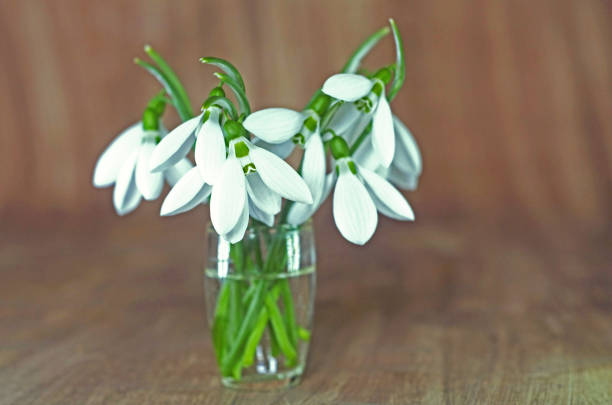 Snowdrop flower in a small alcohol glass with a wood background