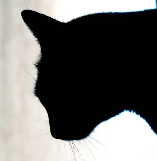 istock Silhouette of a cat 2044840572