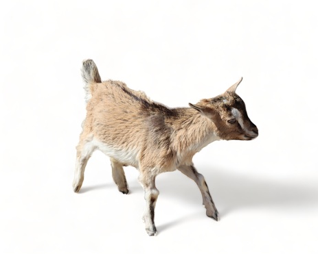 Adorable baby goat frolicking isolated on a white backdrop
