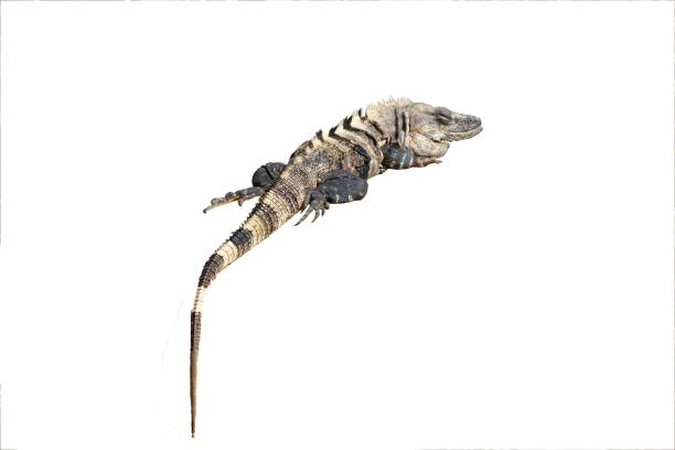 Detailed view of a ctenosaura similis, commonly known as the mexican spiny-tailed iguana, against a clean, white backdrop