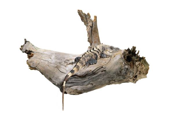 istock Baby crocodile resting on driftwood 2044844241
