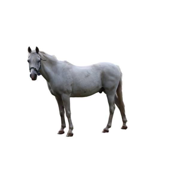 istock Majestic white horse on isolated background 2044844247