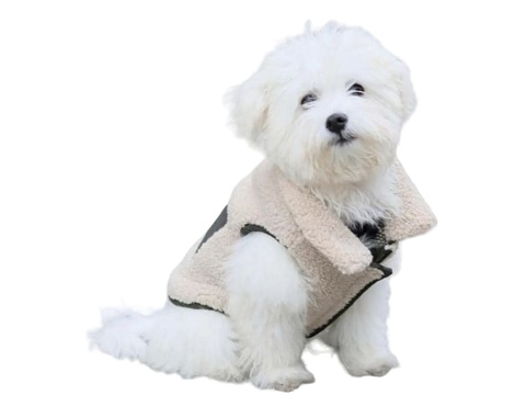 Cute white puppy posing in a fashionable beige jacket, isolated on a white background