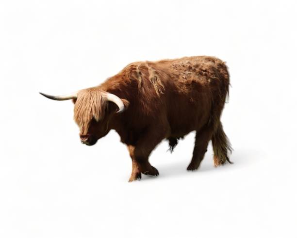 istock Majestic highland cow on white background 2044844570