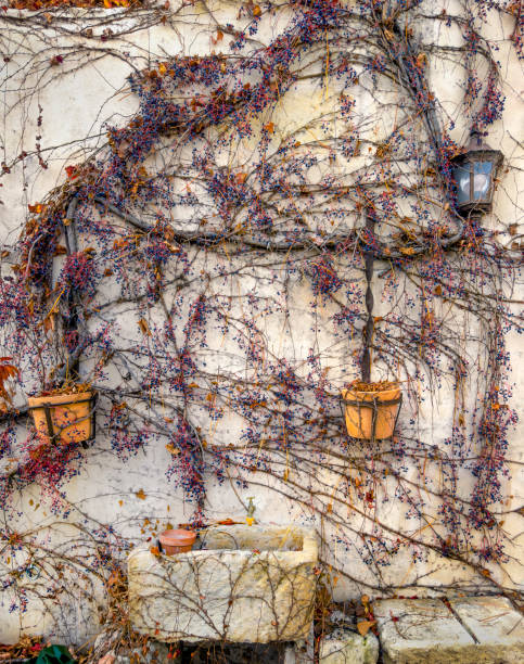 istock House exterior wall covered with ivy plant 2044847945