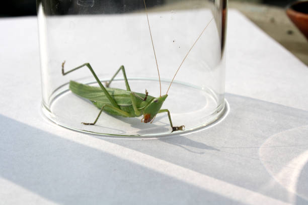 istock Large conehead grasshopper (Ruspolia nitidula) in a glass vessel : (pix Sanjiv Shukla) 2044849096