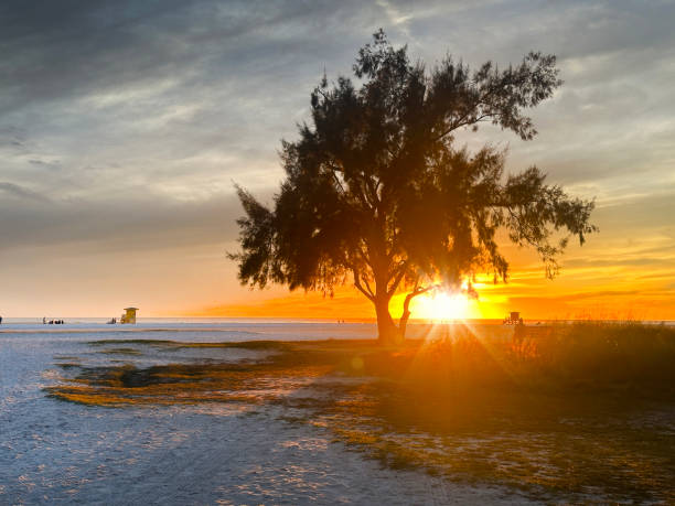 istock Tropical beach with single tree and people during sunset 2044860561