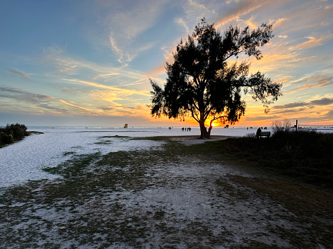 Close up dramatic landscape with single tree during sunset in Siesta Key Sarasota, Florida