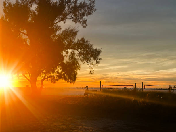 Close up dramatic landscape with single tree during sunset in Siesta Key Sarasota, Florida