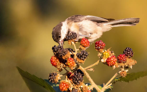 istock black-capped chickadee eating berries in a bush 2044866417