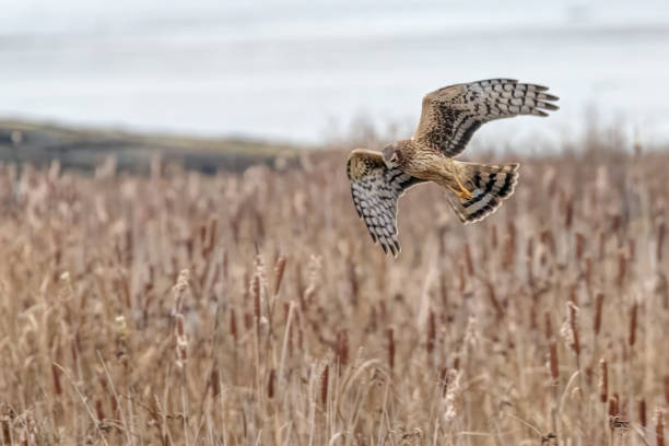 istock Northern Harrier in flight, Delta, BC, Canada 2044866422