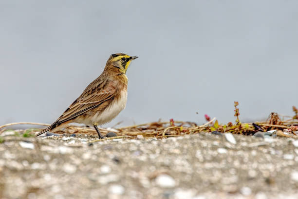 istock male horned lark running, Surrey, BC, Canada 2044866965