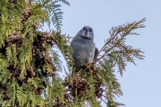 istock pinyon jay perched on a tree branch, West Vancouver, BC, Canada 2044867505