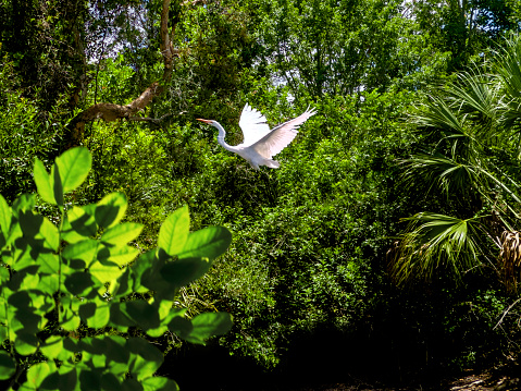 Tropical bird white heron flying in Sarasota, Florida